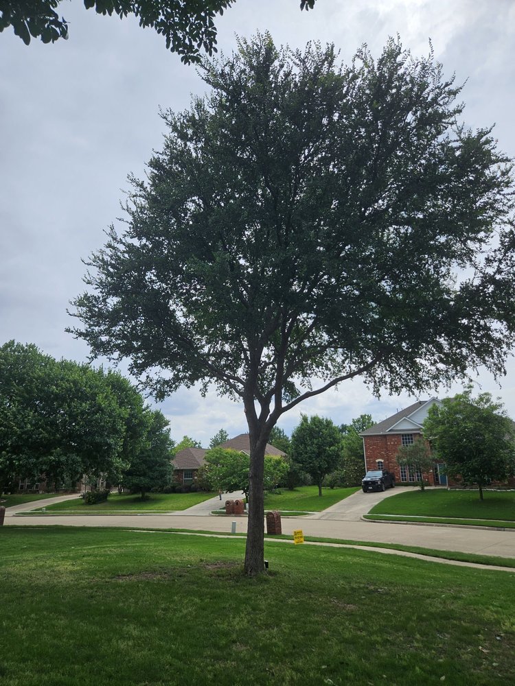 Aaron's Tree Service