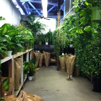 Jay S Plants 10 Photos 15 Reviews Nurseries Gardening 714 Photo Of Jay S Plants Los Angeles Ca United States Medium To