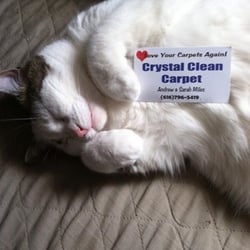 Crystal Clean Carpet Cleaning 8 Rapier Street Carpet Cleaning