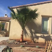 Moon Valley Nurseries 97 Photos Landscaping 50600 Jackson St Photo Of Moon Valley Nurseries Coachella Ca United States Mexican Fan Palm