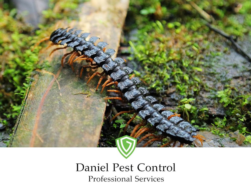 Daniel Pest Control