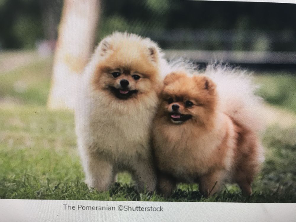 kind Animal Care Image