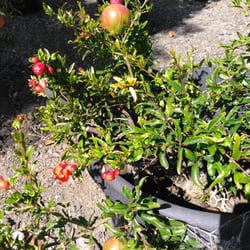 Evergreen Nursery 101 Photos 56 Reviews Nurseries Gardening Photo Of Evergreen Nursery Oceanside Ca United States