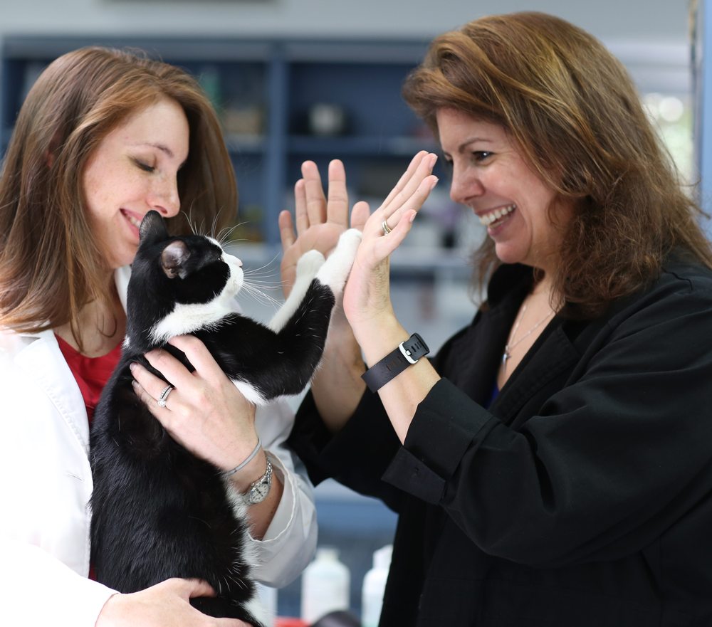 Somerset Veterinary Group Veterinarians 274 US Hwy 202/206 North