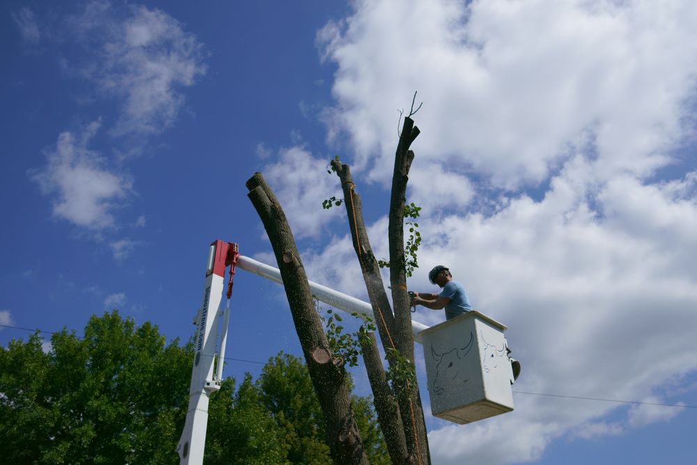 Blue Ox Tree Service