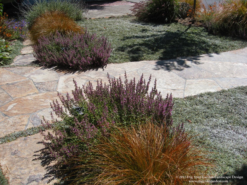 Dymondia Ground Cover Replaced The Water Thirsty Lawn Mill Valley Photo Of Dig Your Garden Landscape Design San Anselmo Ca United States