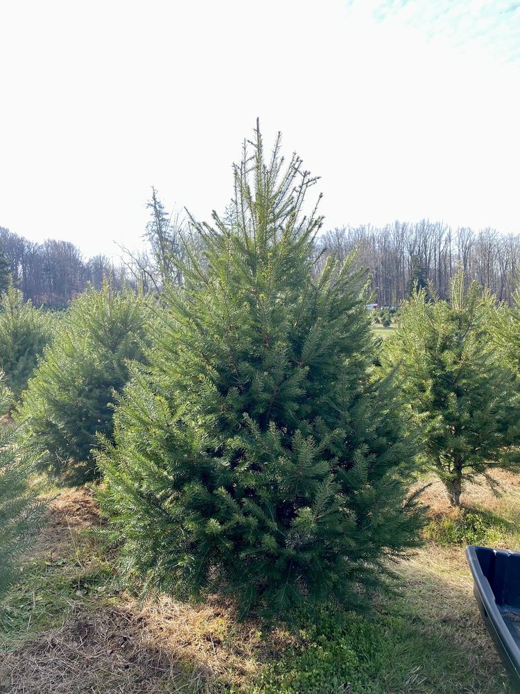 Wiggins Christmas Trees