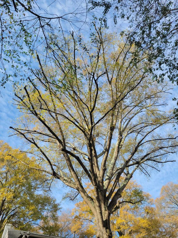 Beaver Lake Tree Service