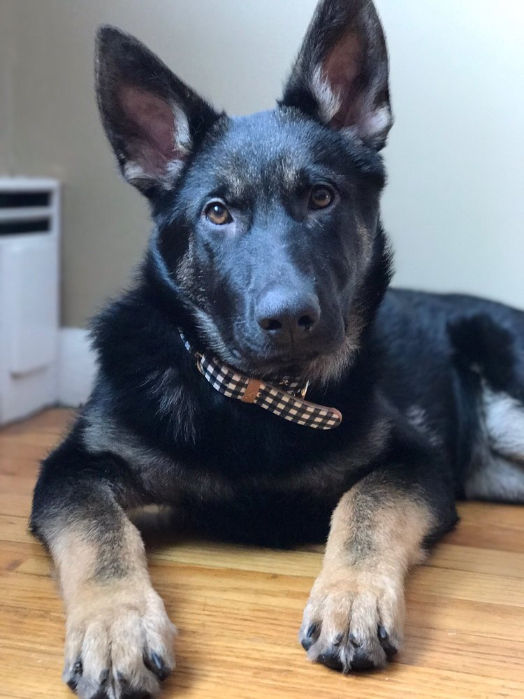 Abby Kennel 15 Reviews Pet Groomers 28 Gorham St, Chelmsford, MA Phone Number Last