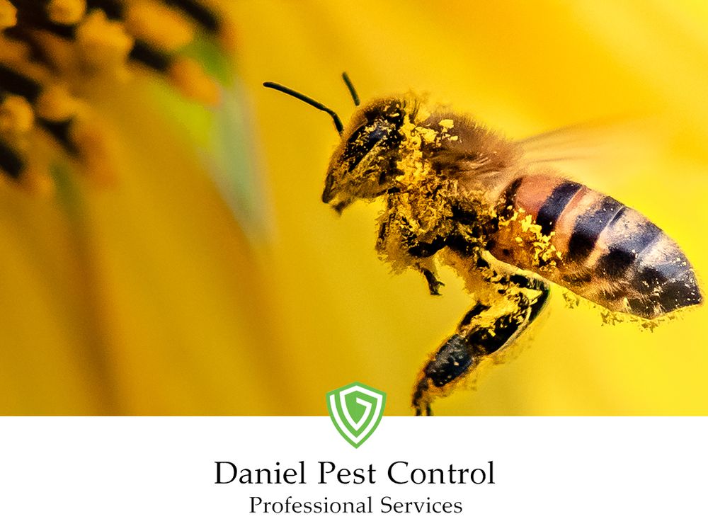 Daniel Pest Control