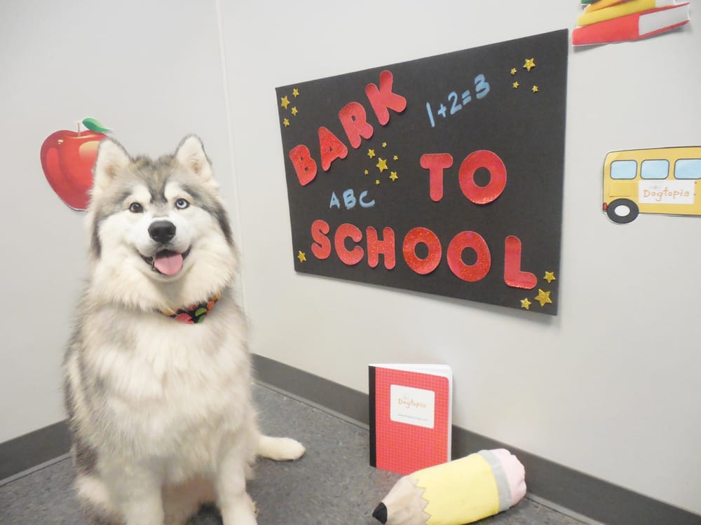 Dogtopia - McLean