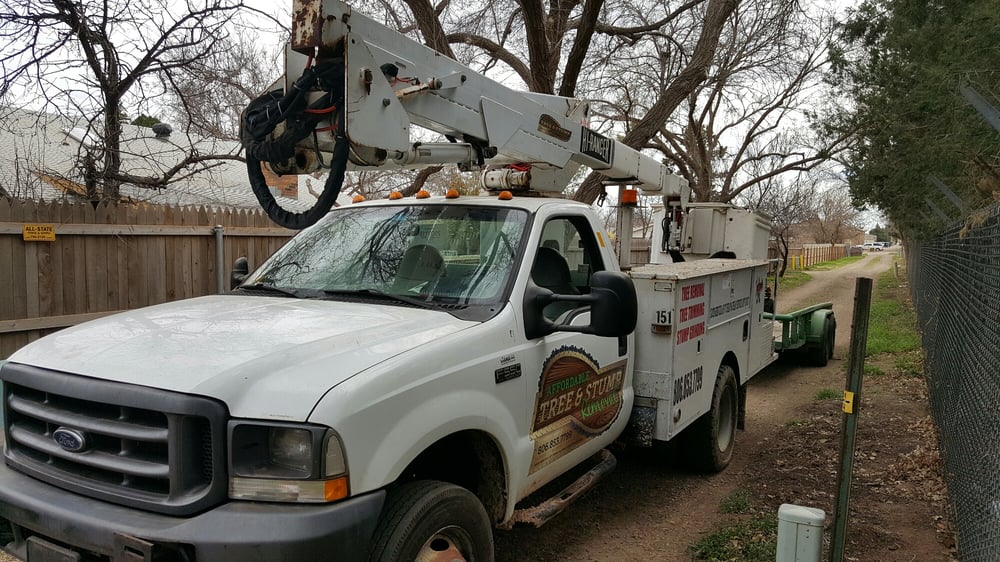 Affordable Tree & Stump Removal