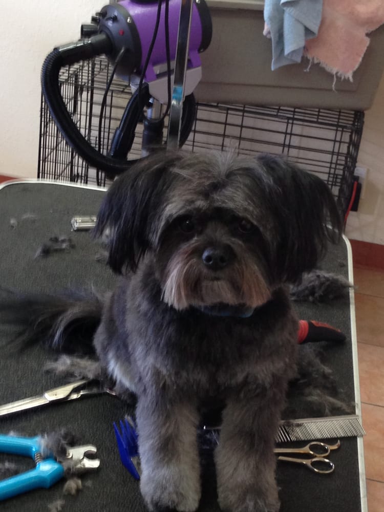 Photos for Happy Dog Grooming - Yelp