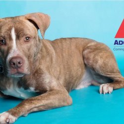 adopt a dog armonk adopt a dog armonk