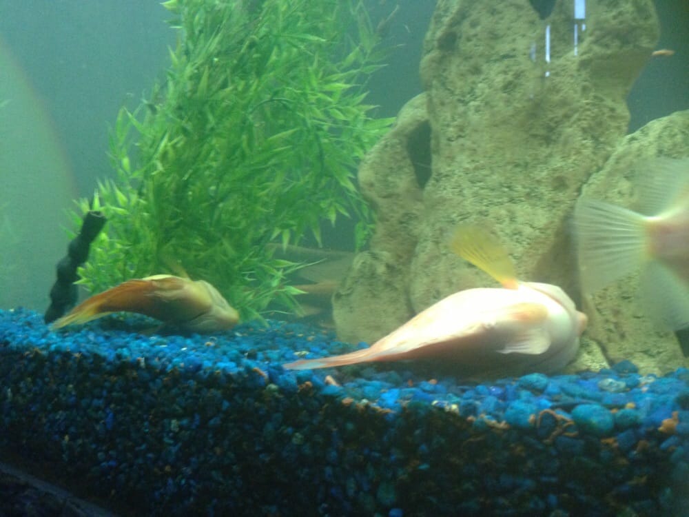 Photos For Trop Aquarium Yelp