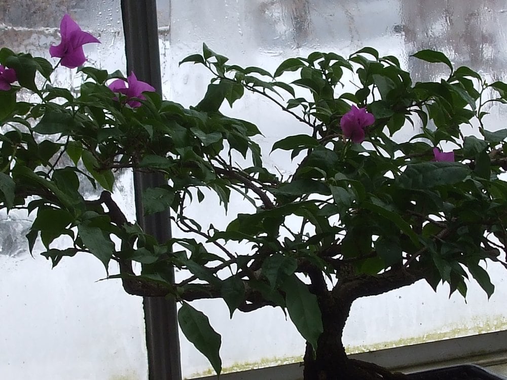 Karens Garden Blooms