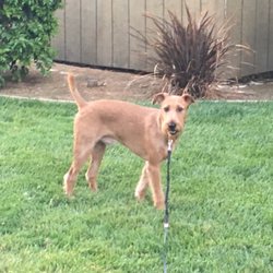 Animal Crackers Dog Grooming - CLOSED - 17 Reviews - Pet Groomers - 590 Merchant St, Vacaville