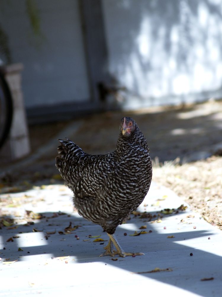 Chickens Galore 78 Photos & 86 Reviews Pet Stores 4291 Valley