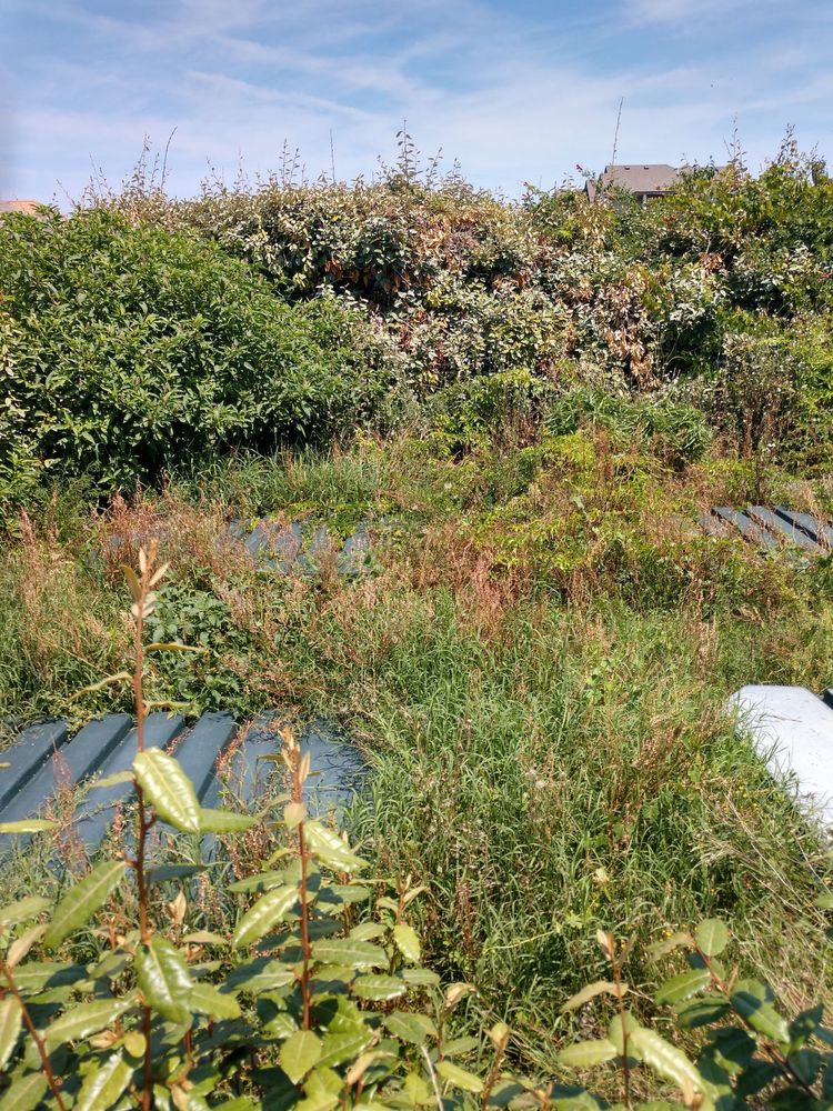 Ocean Breeze Landscaping