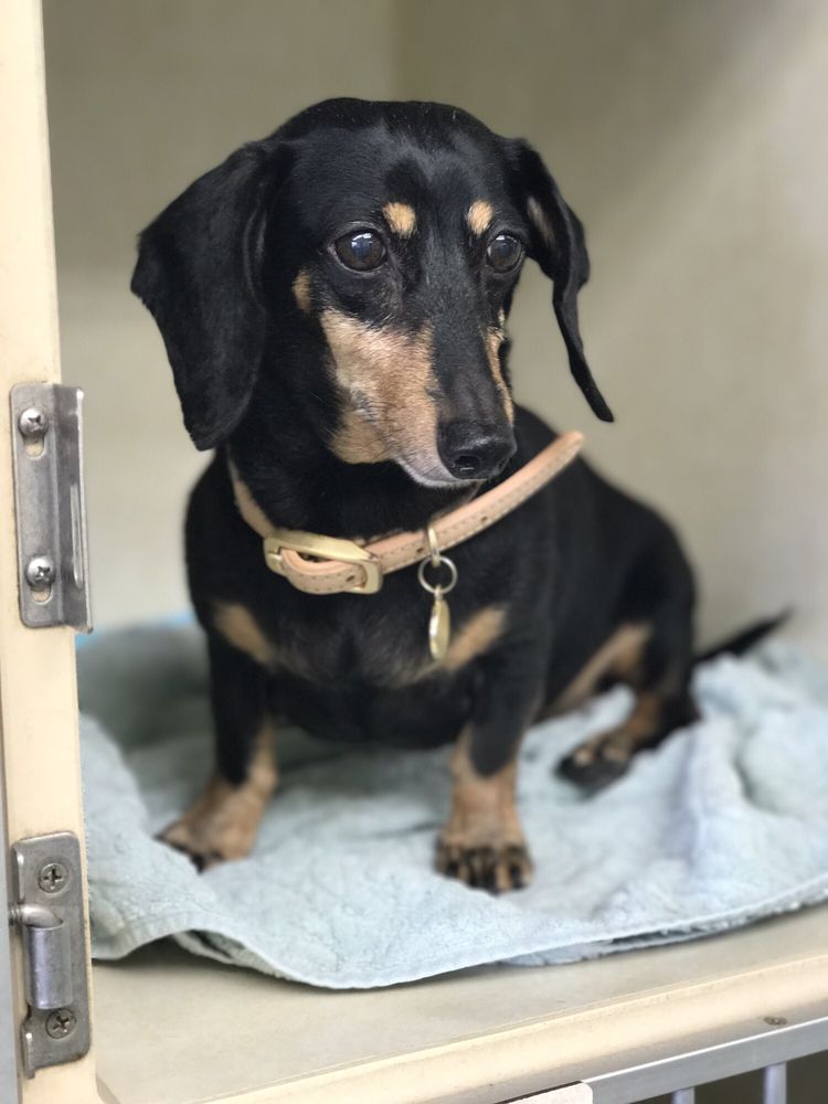 happy trails pet grooming