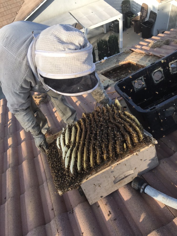 Bee Wranglers