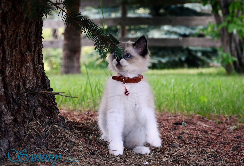 Poshpaws Luxury Cat Resort - Bearspaw