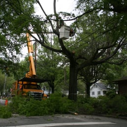 Tree Service Baltimore  Photo of Baltimore Tree Service - Baltimore, MD, United States. Professional and Safe