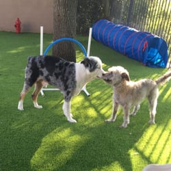 australian shepherd puppies for sale 34655 k9 adventures 30 photos dog walkers 2944 defuniak st new australian shepherd puppies for sale 34655 k9 adventures 30 photos dog walkers 2944 defuniak st new