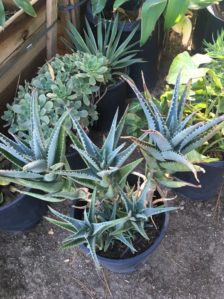 Cactus Yelp Cactus Yelp