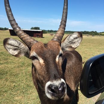 tennessee safari park 376 photos 51 reviews park forests