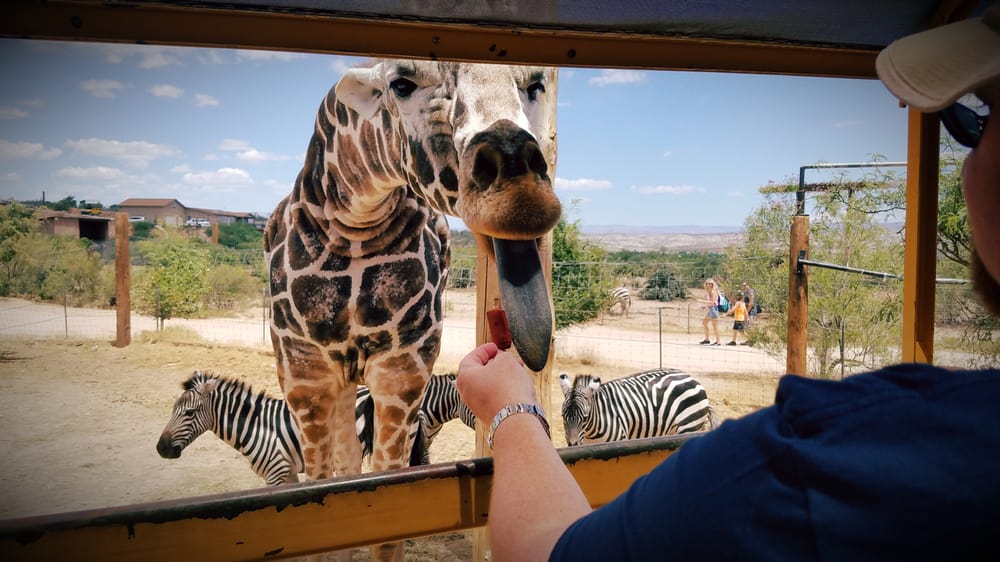 Out of Africa Wildlife Park 822 Photos & 296 Reviews Zoos 3505 W State Rt 260, Camp Verde