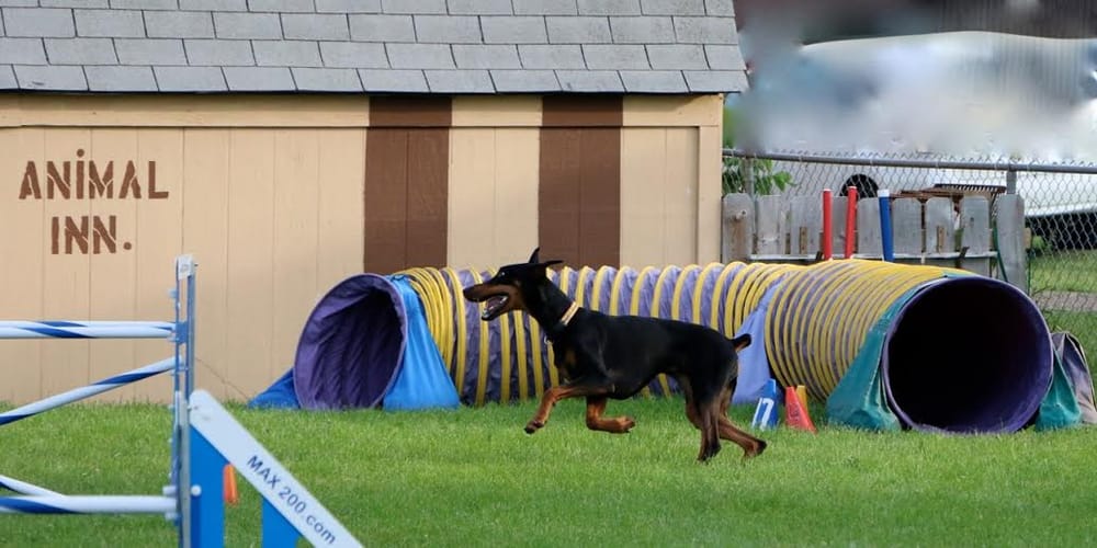 Animal Inn Training Schools Gift Card Lake Elmo Mn Giftly