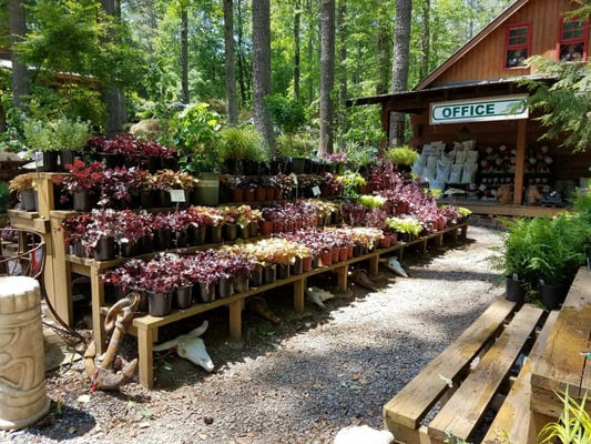 Twin Branch Nursery Landscape 1169 W Wylie Bridge Rd Woodstock Ga Reviews
