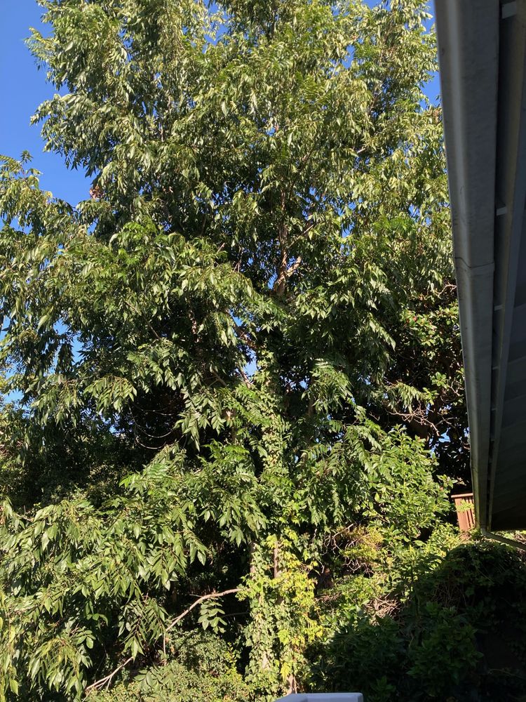 White Valley Tree Services