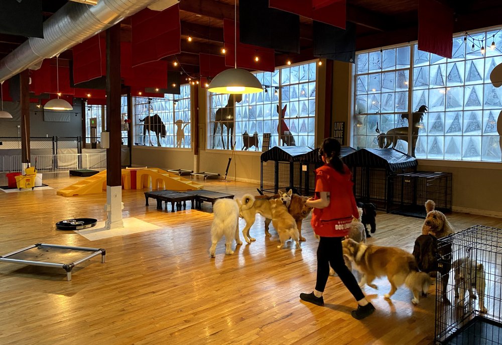 Downtown Dog Lounge - Seattle