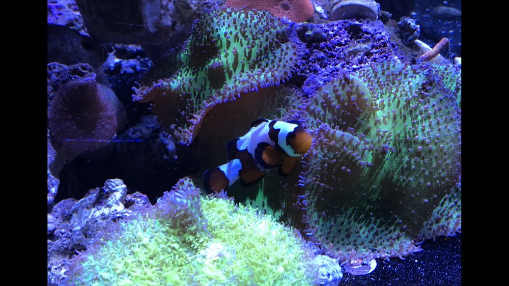 Clown Came From River City The Lava Lamp Mushroom On Left Is Photo Of River City Aquatics Austin Tx United States Clown Came From