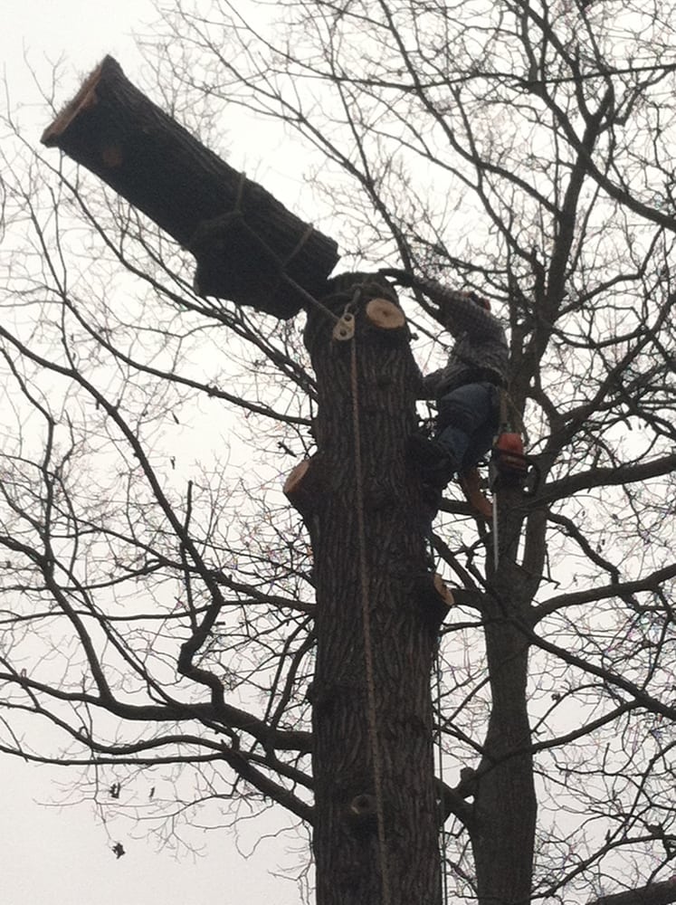 Tree Tech Tree Service