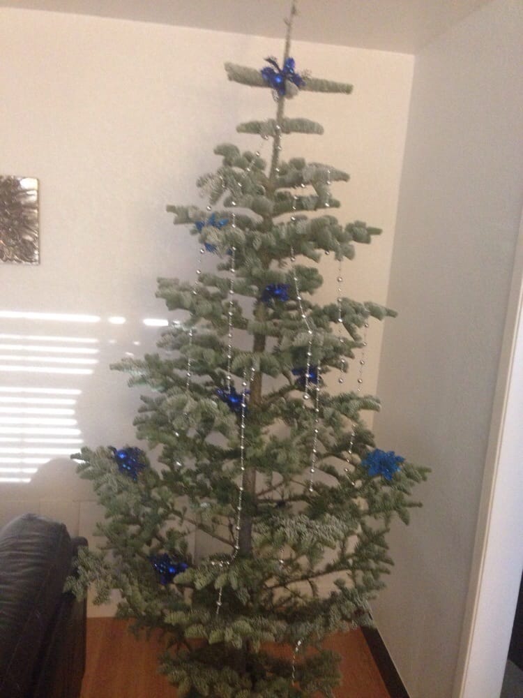 lightly flocked silver tip yelp silvertip christmas trees