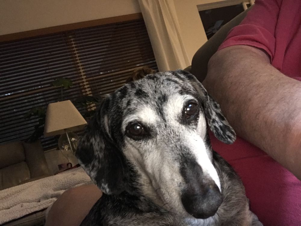My Pet Nanny Image