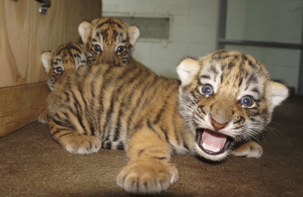 image of business Gulf Brook Renovations