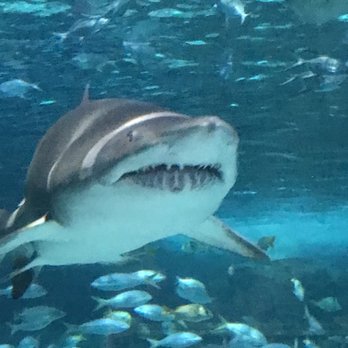Ripley S Aquarium Of Myrtle Beach 792 Photos 391 Reviews Photo Of Ripley S Aquarium Myrtle Beach Sc United States