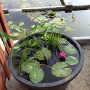 Van Ness Water Gardens - 18 Photos & 12 Reviews - Nurseries & Gardening