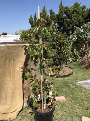 Atkins Nursery 3129 Reche Rd Fallbrook Ca Nurseries Mapquest