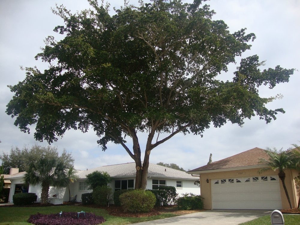Stillman's Tree Service