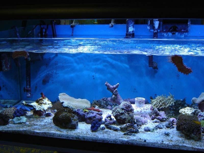 The Coral Reef 11 Photos Aquariums 11601 Pellicano Dr, El Paso