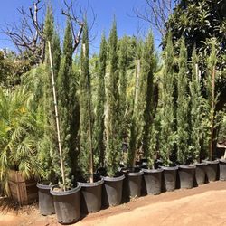 Nurseries Gardening In Murrieta Yelp Halls Plant Nursery