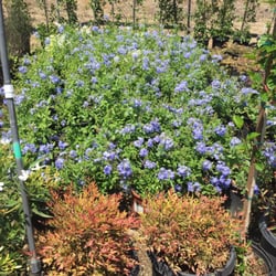 Gardena Nursery Landscape Maintenance Nurseries Gardening Photo Of Gardena Nursery Landscape Maintenance Ca United States