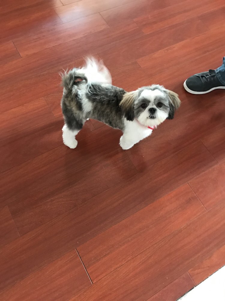 The dogSpaw 22 Photos & 19 Reviews Pet Groomers 1120 E Bardin Rd