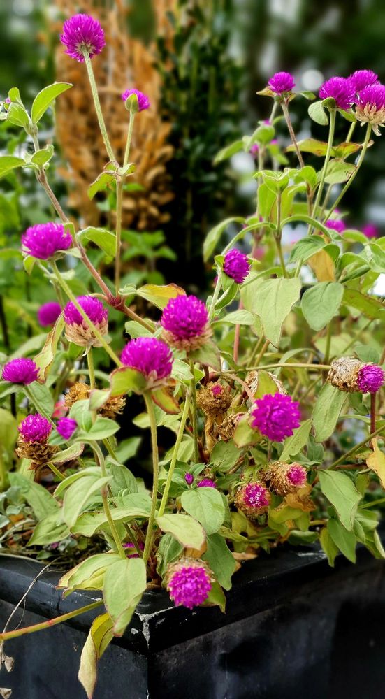 Amélie's French Bakery & Café