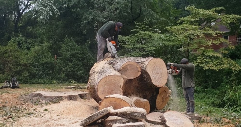 Marquez Tree Services